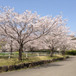 桜祭り